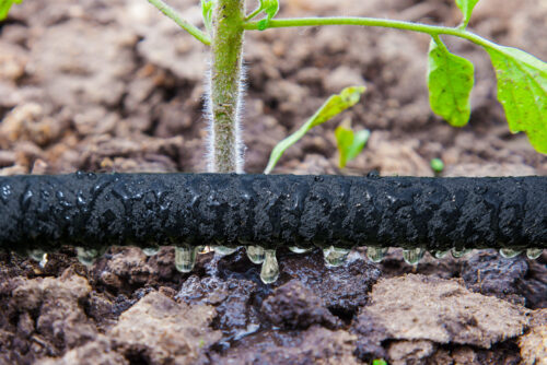 Furtun de picurare 1/2" 15 m