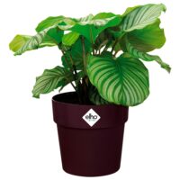de_193648d_3.jpg Ghiveci de flori pentru dud 18x17cm 2,9L