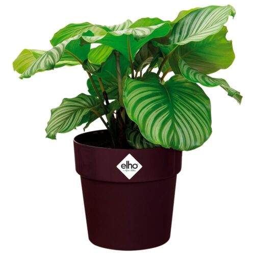 de_193648d_3.jpg Ghiveci de flori pentru dud 18x17cm 2,9L