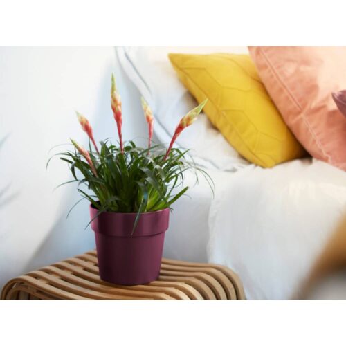 de_193648d_5.jpg Ghiveci de flori pentru dud 18x17cm 2,9L